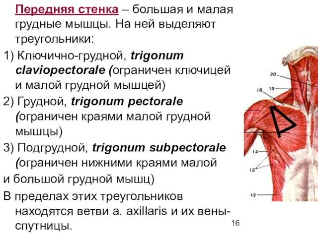 Передняя стенка – большая и малая грудные мышцы. На ней выделяют треугольники: