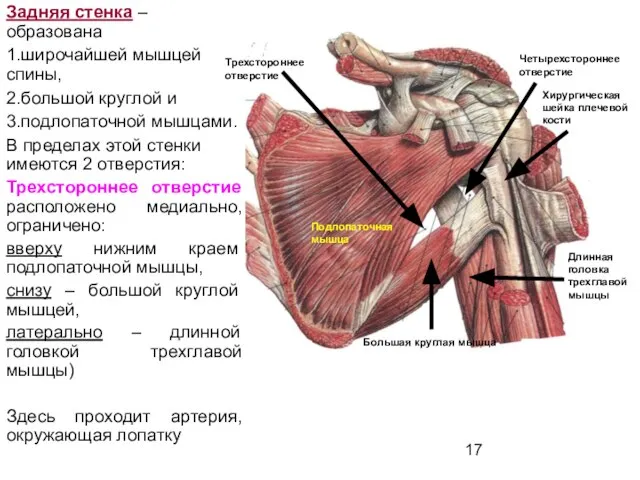 Задняя стенка – образована 1.широчайшей мышцей спины, 2.большой круглой и 3.подлопаточной мышцами.