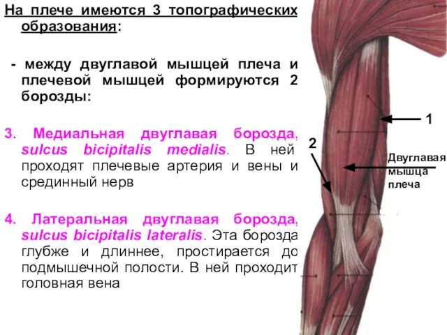 На плече имеются 3 топографических образования: - между двуглавой мышцей плеча и