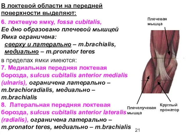 В локтевой области на передней поверхности выделяют: 6. локтевую ямку, fossa cubitalis,