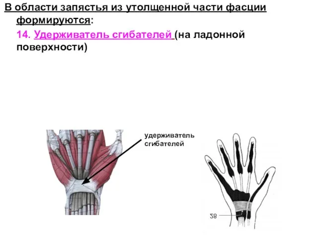 В области запястья из утолщенной части фасции формируются: 14. Удерживатель сгибателей (на