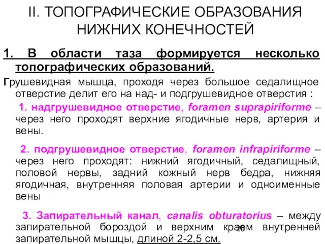 1. В области таза формируется несколько топографических образований. Грушевидная мышца, проходя через