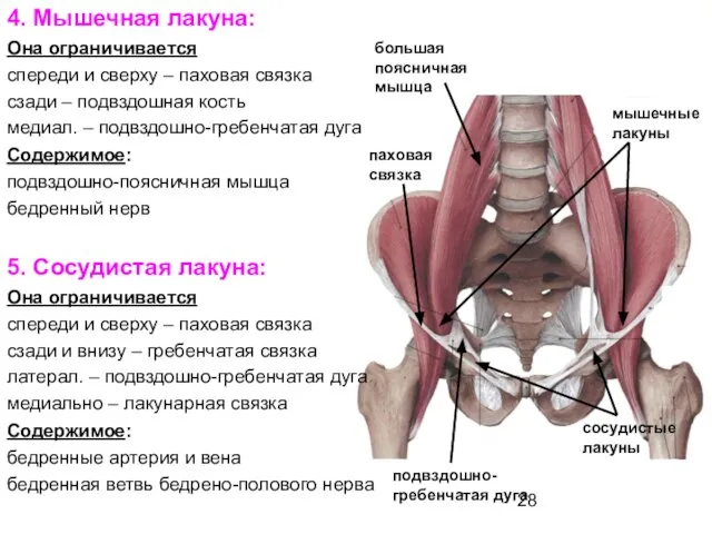 4. Мышечная лакуна: Она ограничивается спереди и сверху – паховая связка сзади