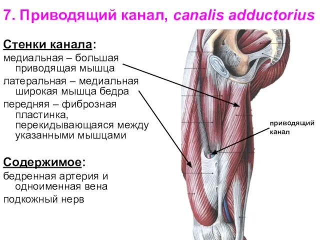 7. Приводящий канал, canalis adductorius Стенки канала: медиальная – большая приводящая мышца