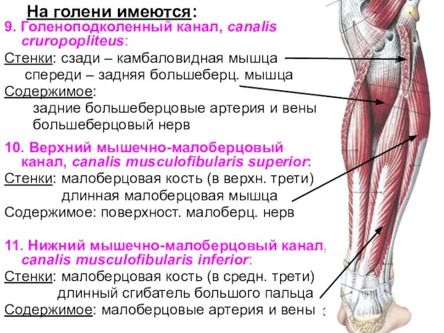 На голени имеются: 9. Голеноподколенный канал, canalis cruropopliteus: Стенки: сзади – камбаловидная