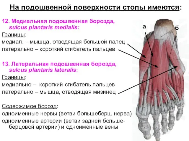 На подошвенной поверхности стопы имеются: 12. Медиальная подошвенная борозда, sulcus plantaris medialis: