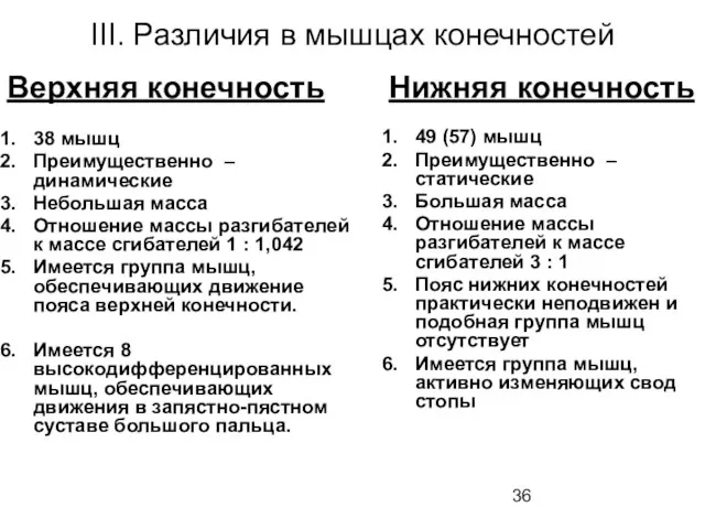 III. Различия в мышцах конечностей Верхняя конечность 38 мышц Преимущественно – динамические