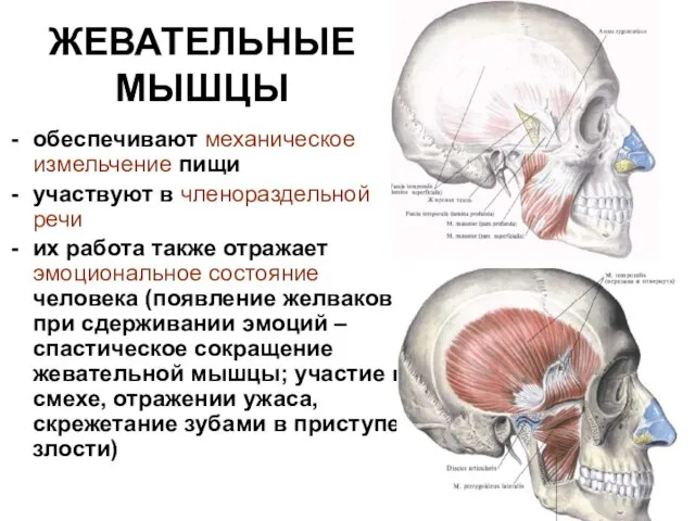 ЖЕВАТЕЛЬНЫЕ МЫШЦЫ обеспечивают механическое измельчение пищи участвуют в членораздельной речи их работа