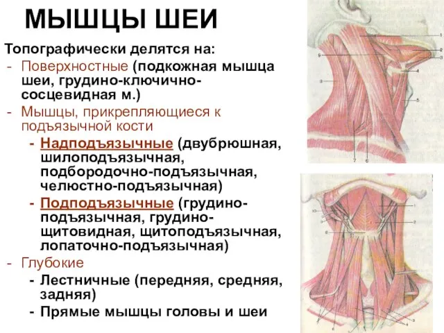 МЫШЦЫ ШЕИ Топографически делятся на: Поверхностные (подкожная мышца шеи, грудино-ключично-сосцевидная м.) Мышцы,