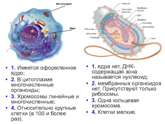 1. Имеется оформленное ядро; 2. В цитоплазме многочисленные органоиды; 3. Хромосомы линейные