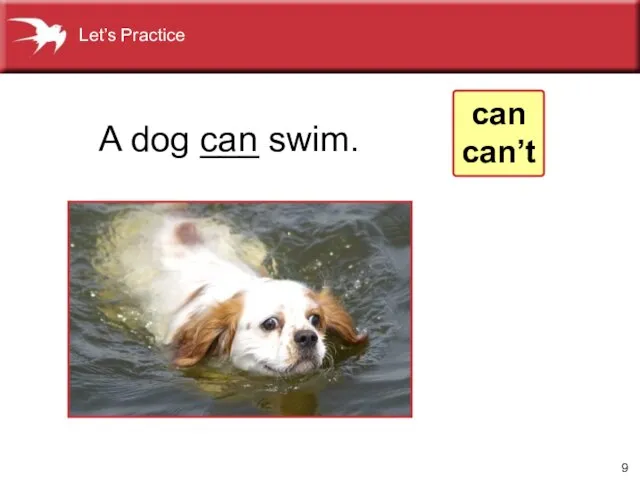 A dog ___ swim. can Let’s Practice can can’t