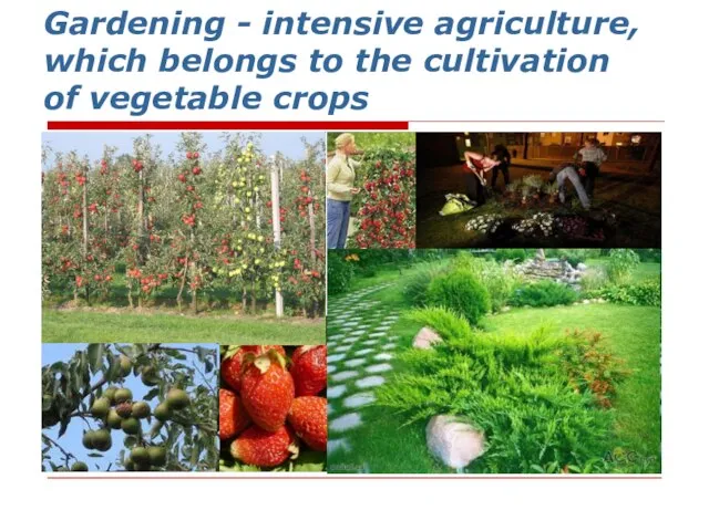 Gardening - intensive agriculture, which belongs to the cultivation of vegetable crops