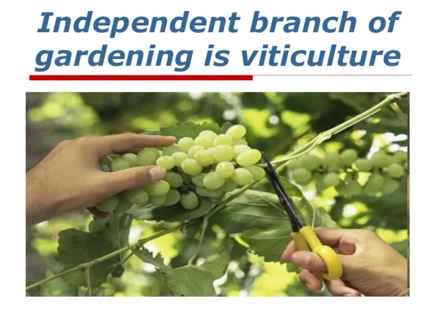 Independent branch of gardening is viticulture