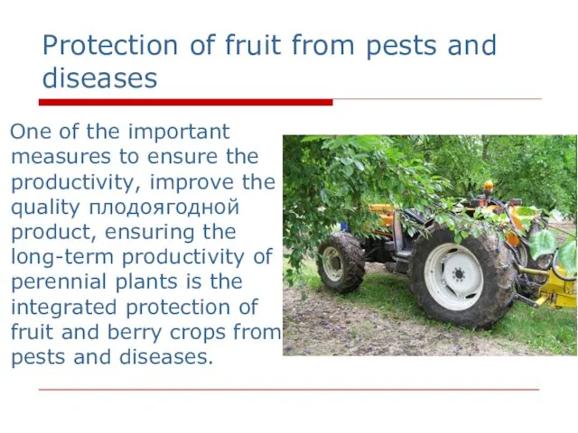 Protection of fruit from pests and diseases One of the important measures