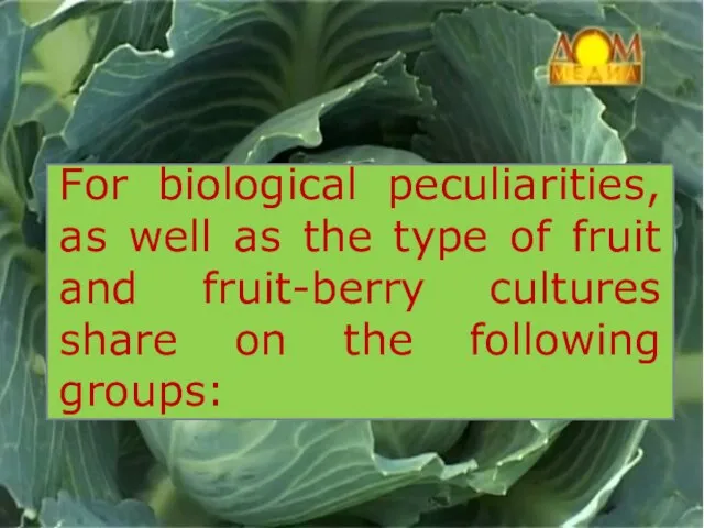 For biological peculiarities, as well as the type of fruit and fruit-berry