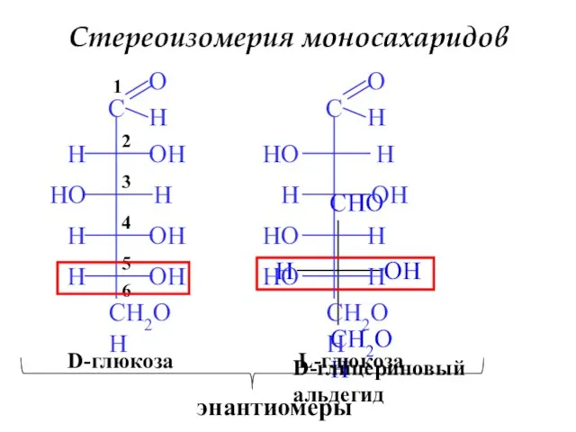 Стереоизомерия моносахаридов 6 5 4 3 2 1 D-глицериновый альдегид D-глюкоза L-глюкоза энантиомеры