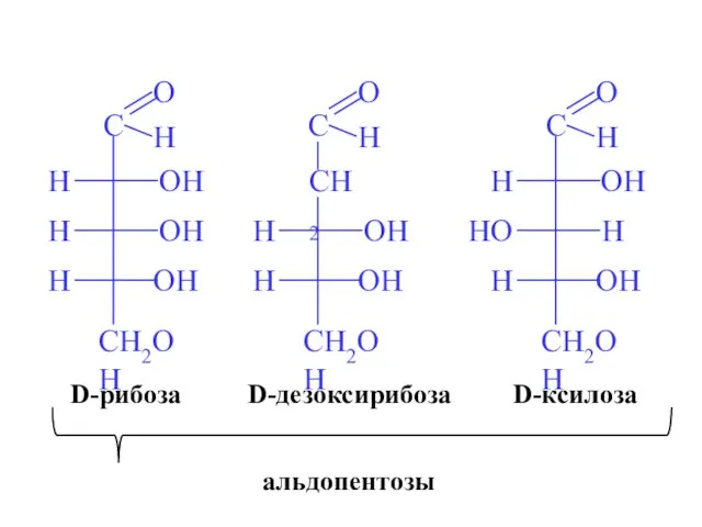 D-рибоза D-ксилоза D-дезоксирибоза альдопентозы