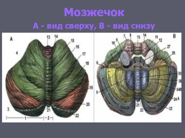 Мозжечок А - вид сверху, В - вид снизу