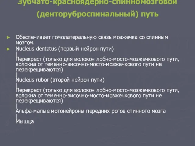 Эфферентные пути мозжечка Зубчато-красноядерно-спинномозговой (денторуброспинальный) путь Обеспечивает гомолатеральную связь мозжечка со спинным