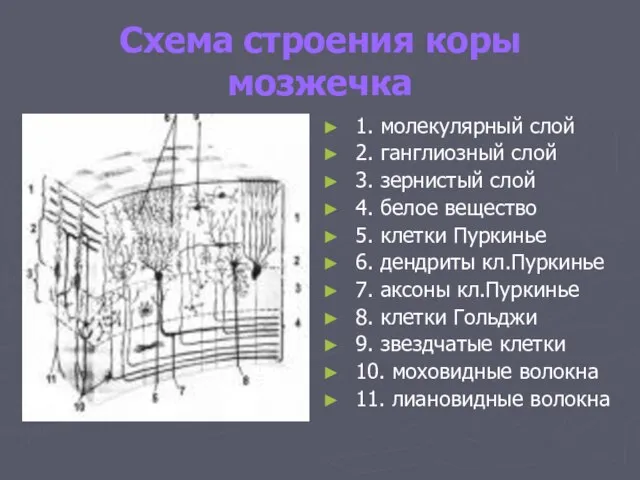 Схема строения коры мозжечка 1. молекулярный слой 2. ганглиозный слой 3. зернистый