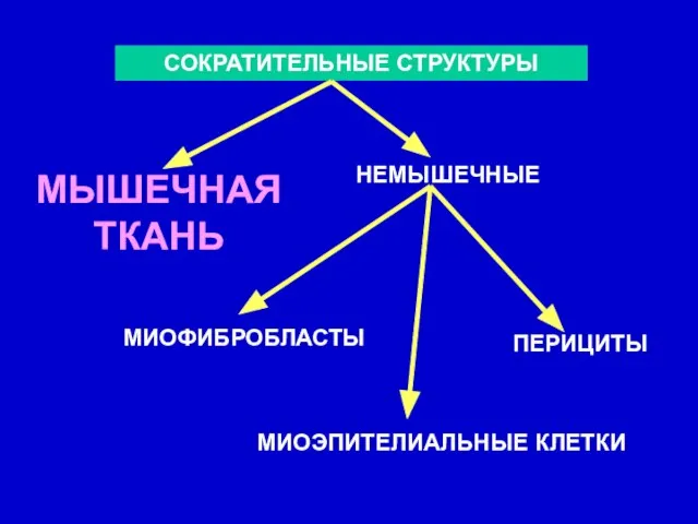 СОКРАТИТЕЛЬНЫЕ СТРУКТУРЫ МЫШЕЧНАЯ ТКАНЬ НЕМЫШЕЧНЫЕ МИОФИБРОБЛАСТЫ МИОЭПИТЕЛИАЛЬНЫЕ КЛЕТКИ ПЕРИЦИТЫ