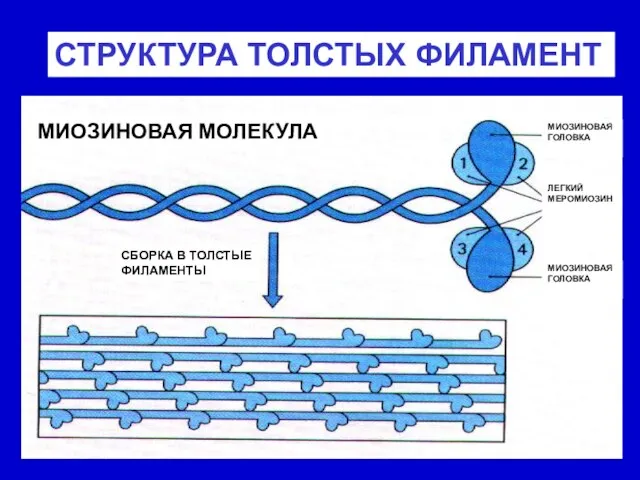 СТРУКТУРА ТОЛСТЫХ ФИЛАМЕНТ МИОЗИНОВАЯ МОЛЕКУЛА МИОЗИНОВАЯ ГОЛОВКА ЛЕГКИЙ МЕРОМИОЗИН МИОЗИНОВАЯ ГОЛОВКА СБОРКА В ТОЛСТЫЕ ФИЛАМЕНТЫ