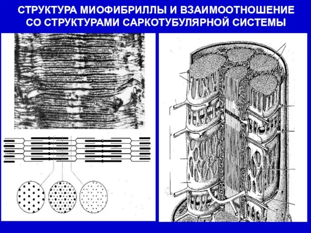 СТРУКТУРА МИОФИБРИЛЛЫ И ВЗАИМООТНОШЕНИЕ СО СТРУКТУРАМИ САРКОТУБУЛЯРНОЙ СИСТЕМЫ