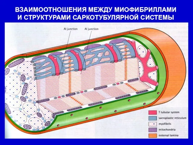 ВЗАИМООТНОШЕНИЯ МЕЖДУ МИОФИБРИЛЛАМИ И СТРУКТУРАМИ САРКОТУБУЛЯРНОЙ СИСТЕМЫ