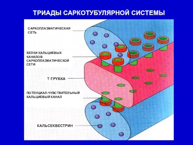 ТРИАДЫ САРКОТУБУЛЯРНОЙ СИСТЕМЫ САРКОПЛАЗМАТИЧЕСКАЯ СЕТЬ БЕЛКИ КАЛЬЦИЕВЫХ КАНАЛОВ САРКОПЛАЗМАТИЧЕСКОЙ СЕТИ Т-ТРУБКА ПОТЕНЦИАЛ-ЧУВСТВИТЕЛЬНЫЙ КАЛЬЦИЕВЫЙ КАНАЛ КАЛЬСЕКВЕСТРИН