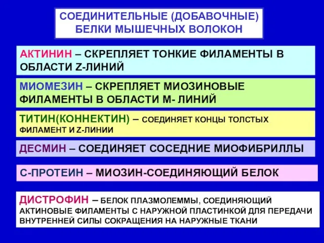 СОЕДИНИТЕЛЬНЫЕ (ДОБАВОЧНЫЕ) БЕЛКИ МЫШЕЧНЫХ ВОЛОКОН АКТИНИН – СКРЕПЛЯЕТ ТОНКИЕ ФИЛАМЕНТЫ В ОБЛАСТИ