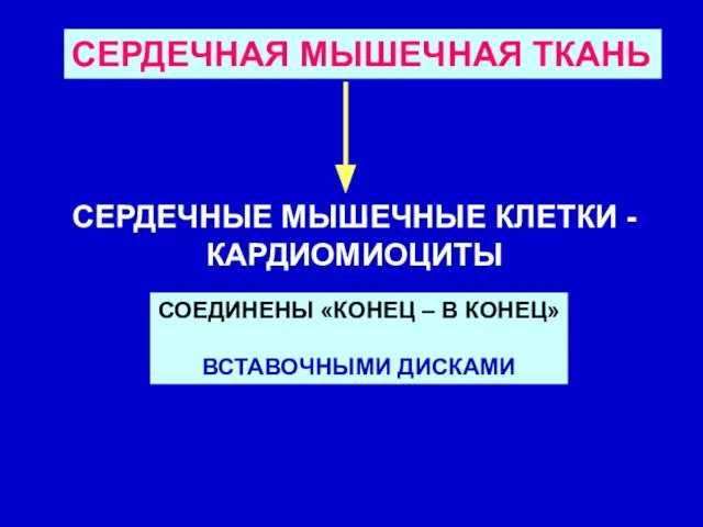 СЕРДЕЧНАЯ МЫШЕЧНАЯ ТКАНЬ СЕРДЕЧНЫЕ МЫШЕЧНЫЕ КЛЕТКИ - КАРДИОМИОЦИТЫ СОЕДИНЕНЫ «КОНЕЦ – В КОНЕЦ» ВСТАВОЧНЫМИ ДИСКАМИ