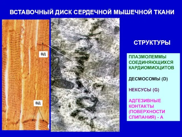 ВСТАВОЧНЫЙ ДИСК СЕРДЕЧНОЙ МЫШЕЧНОЙ ТКАНИ ПЛАЗМОЛЕММЫ СОЕДИНЯЮЩИХСЯ КАРДИОМИОЦИТОВ ДЕСМОСОМЫ (D) НЕКСУСЫ (G)