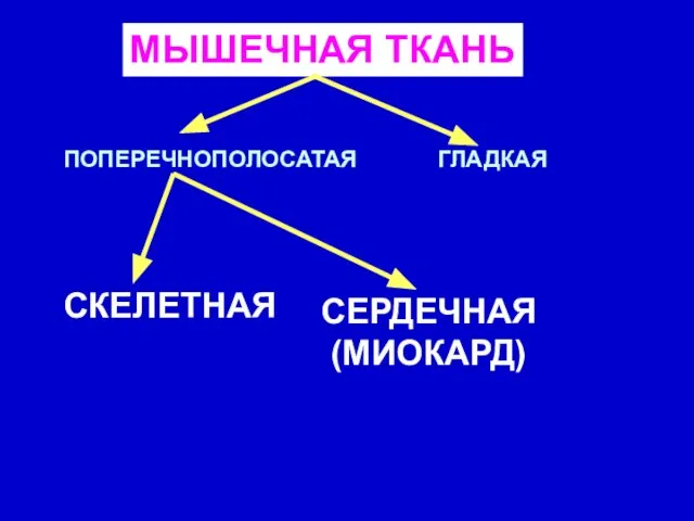 МЫШЕЧНАЯ ТКАНЬ ПОПЕРЕЧНОПОЛОСАТАЯ ГЛАДКАЯ СКЕЛЕТНАЯ СЕРДЕЧНАЯ (МИОКАРД)