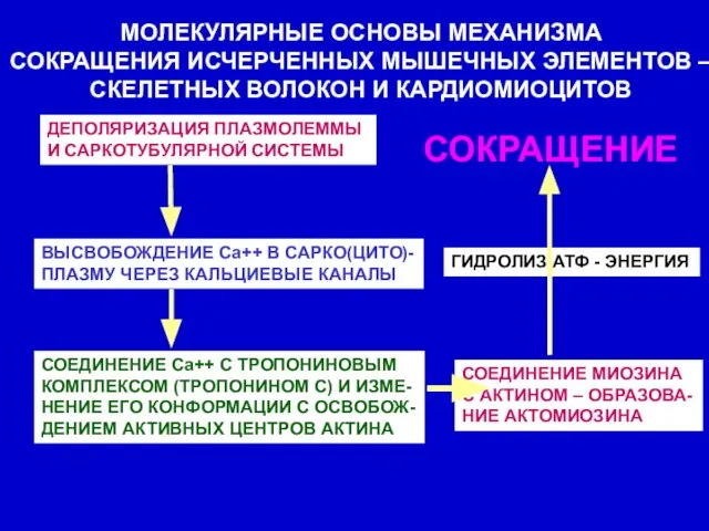 МОЛЕКУЛЯРНЫЕ ОСНОВЫ МЕХАНИЗМА СОКРАЩЕНИЯ ИСЧЕРЧЕННЫХ МЫШЕЧНЫХ ЭЛЕМЕНТОВ – СКЕЛЕТНЫХ ВОЛОКОН И КАРДИОМИОЦИТОВ