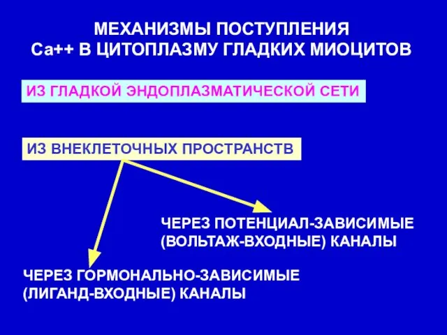 МЕХАНИЗМЫ ПОСТУПЛЕНИЯ Са++ В ЦИТОПЛАЗМУ ГЛАДКИХ МИОЦИТОВ ИЗ ГЛАДКОЙ ЭНДОПЛАЗМАТИЧЕСКОЙ СЕТИ ИЗ