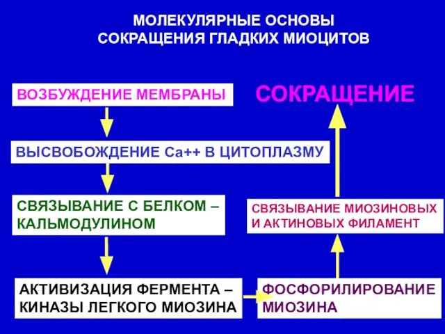 МОЛЕКУЛЯРНЫЕ ОСНОВЫ СОКРАЩЕНИЯ ГЛАДКИХ МИОЦИТОВ ВОЗБУЖДЕНИЕ МЕМБРАНЫ ВЫСВОБОЖДЕНИЕ Са++ В ЦИТОПЛАЗМУ СВЯЗЫВАНИЕ