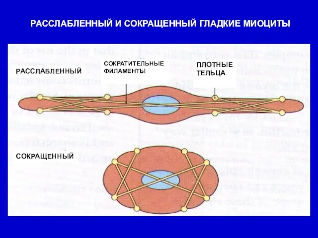 РАССЛАБЛЕННЫЙ И СОКРАЩЕННЫЙ ГЛАДКИЕ МИОЦИТЫ РАССЛАБЛЕННЫЙ СОКРАЩЕННЫЙ СОКРАТИТЕЛЬНЫЕ ФИЛАМЕНТЫ ПЛОТНЫЕ ТЕЛЬЦА