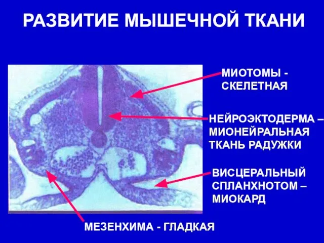 РАЗВИТИЕ МЫШЕЧНОЙ ТКАНИ МИОТОМЫ - СКЕЛЕТНАЯ ВИСЦЕРАЛЬНЫЙ СПЛАНХНОТОМ – МИОКАРД НЕЙРОЭКТОДЕРМА –