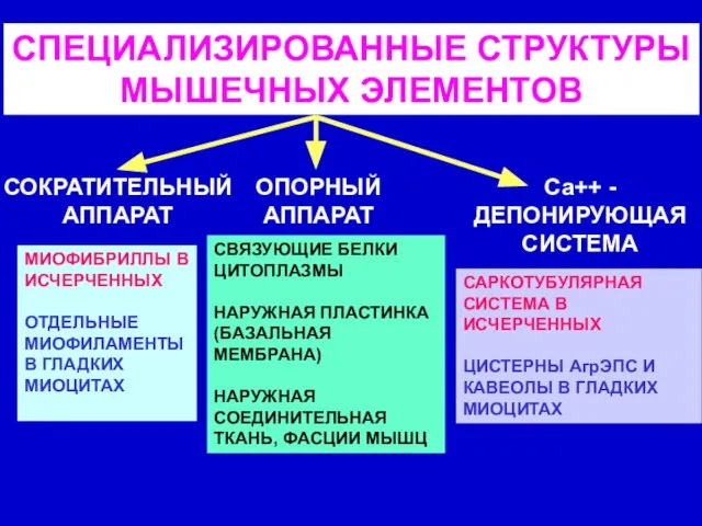 СПЕЦИАЛИЗИРОВАННЫЕ СТРУКТУРЫ МЫШЕЧНЫХ ЭЛЕМЕНТОВ СОКРАТИТЕЛЬНЫЙ АППАРАТ ОПОРНЫЙ АППАРАТ Са++ - ДЕПОНИРУЮЩАЯ СИСТЕМА