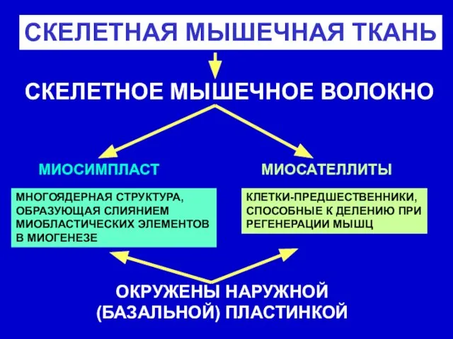 СКЕЛЕТНАЯ МЫШЕЧНАЯ ТКАНЬ СКЕЛЕТНОЕ МЫШЕЧНОЕ ВОЛОКНО МИОСИМПЛАСТ МНОГОЯДЕРНАЯ СТРУКТУРА, ОБРАЗУЮЩАЯ СЛИЯНИЕМ МИОБЛАСТИЧЕСКИХ