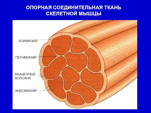 ОПОРНАЯ СОЕДИНИТЕЛЬНАЯ ТКАНЬ СКЕЛЕТНОЙ МЫШЦЫ ЭПИМИЗИЙ ПЕРИМИЗИЙ МЫШЕЧНЫЕ ВОЛОКНА ЭНДОМИЗИЙ