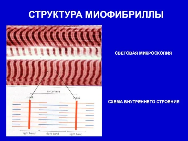 СТРУКТУРА МИОФИБРИЛЛЫ СВЕТОВАЯ МИКРОСКОПИЯ СХЕМА ВНУТРЕННЕГО СТРОЕНИЯ