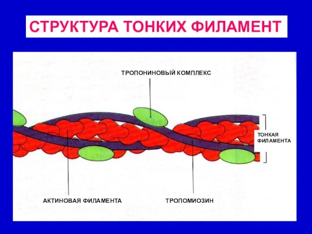 СТРУКТУРА ТОНКИХ ФИЛАМЕНТ ТРОПОНИНОВЫЙ КОМПЛЕКС АКТИНОВАЯ ФИЛАМЕНТА ТРОПОМИОЗИН ТОНКАЯ ФИЛАМЕНТА