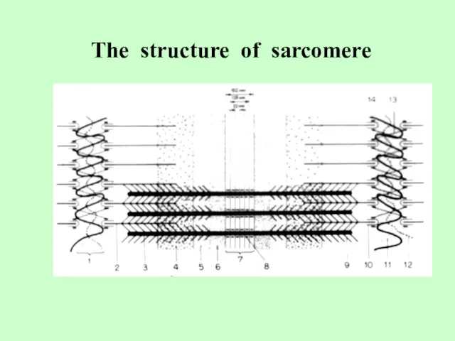 The structure of sarcomere