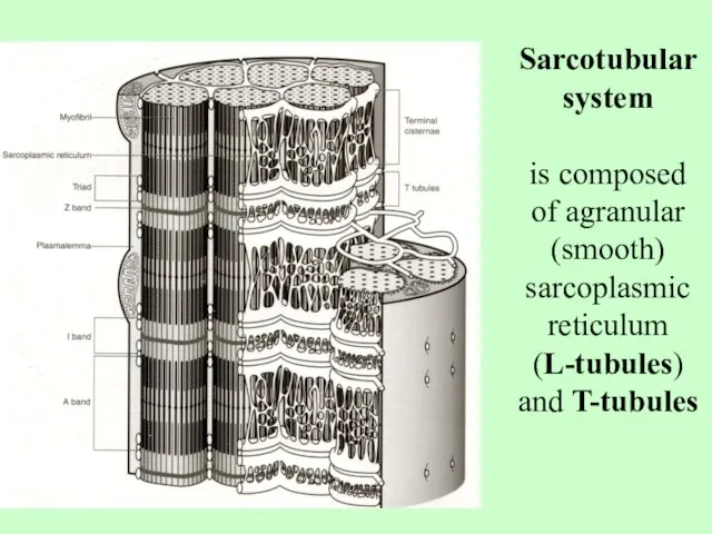 Sarcotubular system is composed of agranular (smooth) sarcoplasmic reticulum (L-tubules) and T-tubules