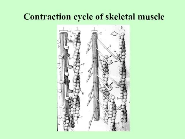 Contraction cycle of skeletal muscle