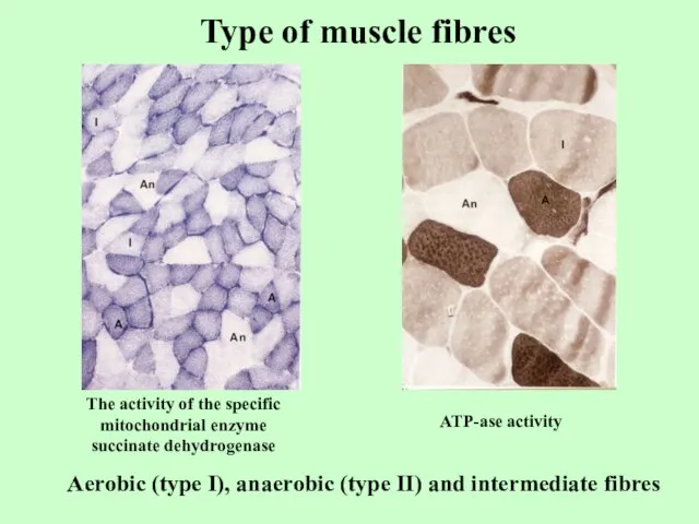 Type of muscle fibres Aerobic (type I), anaerobic (type II) and intermediate