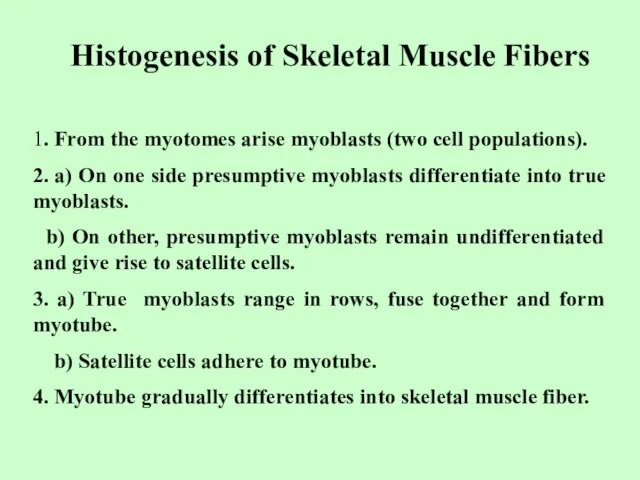 Histogenesis of Skeletal Muscle Fibers 1. From the myotomes arise myoblasts (two