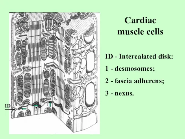 Cardiac muscle cells ID - Intercalated disk: 1 - desmosomes; 2 -