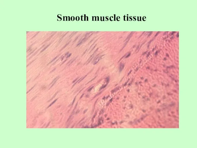 Smooth muscle tissue